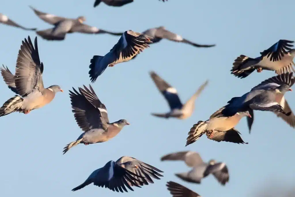 palomas