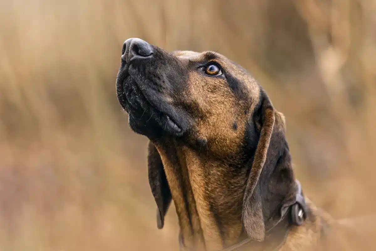 perro de rastro