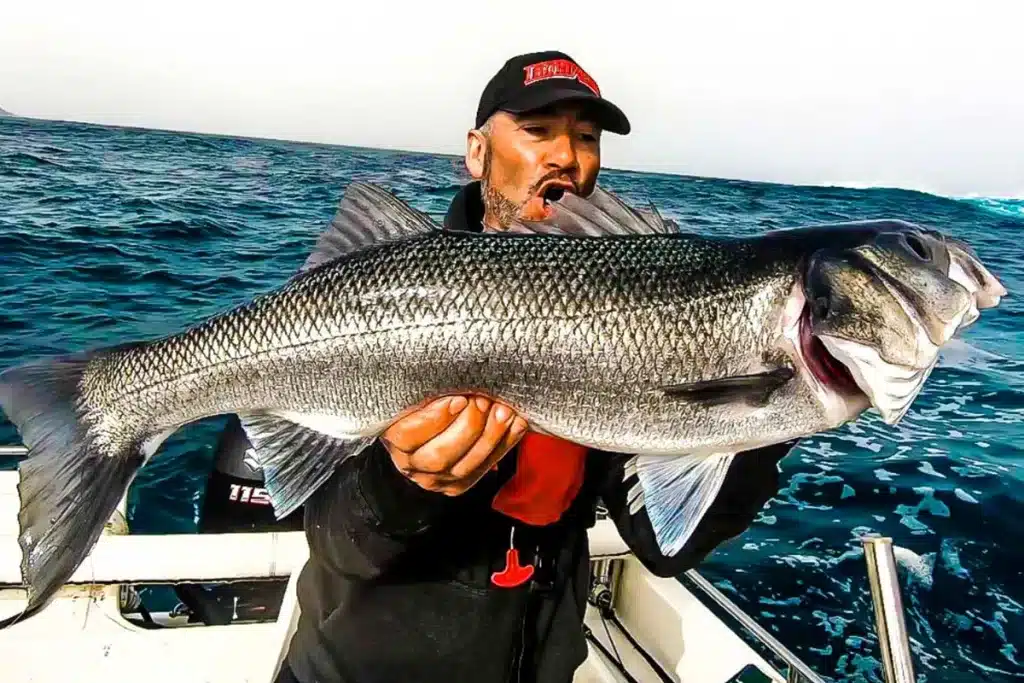 Pesca lubina