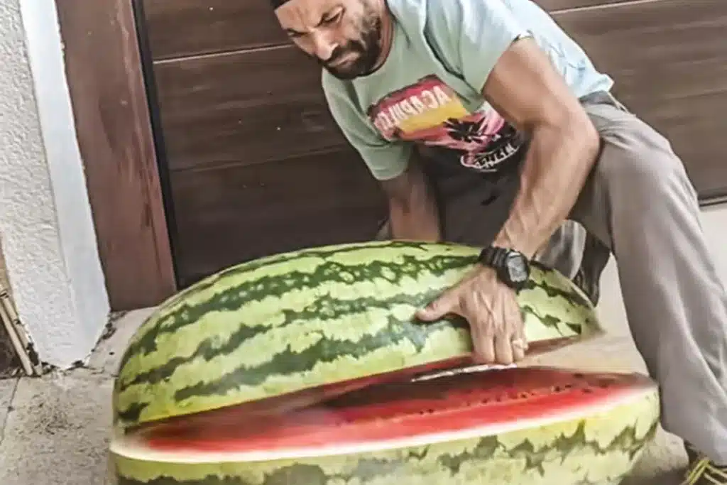 Sandía 65 kilos
