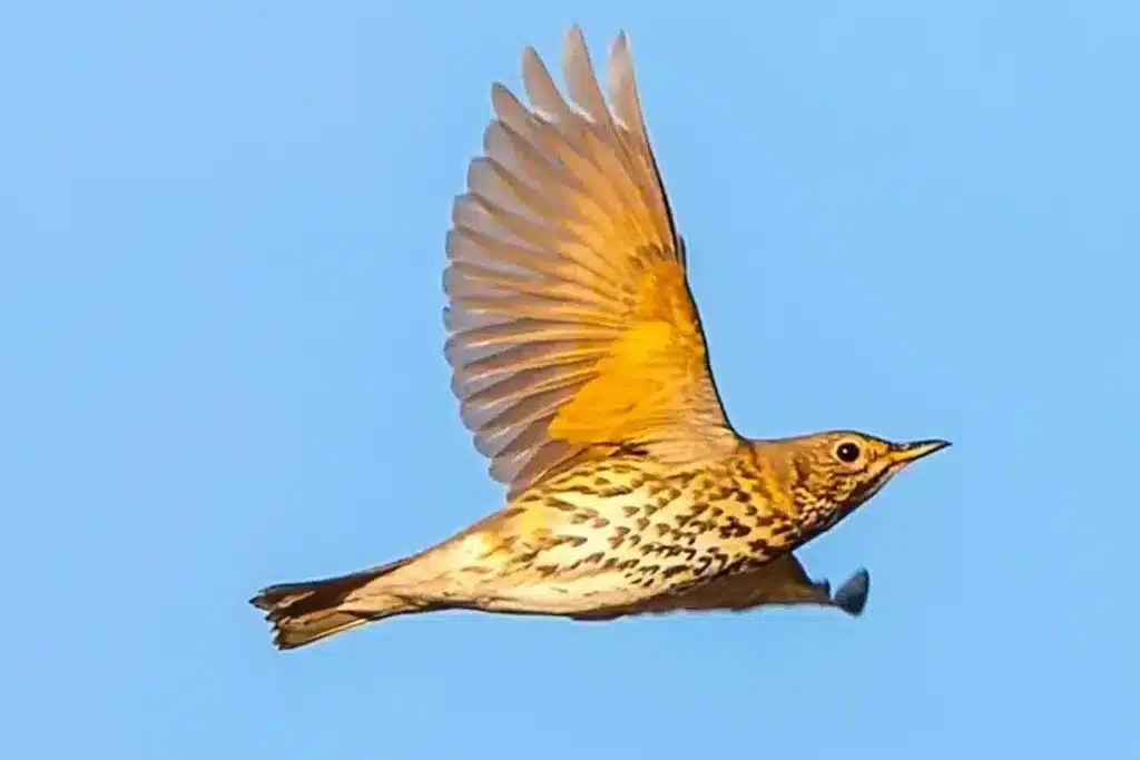 zorzal