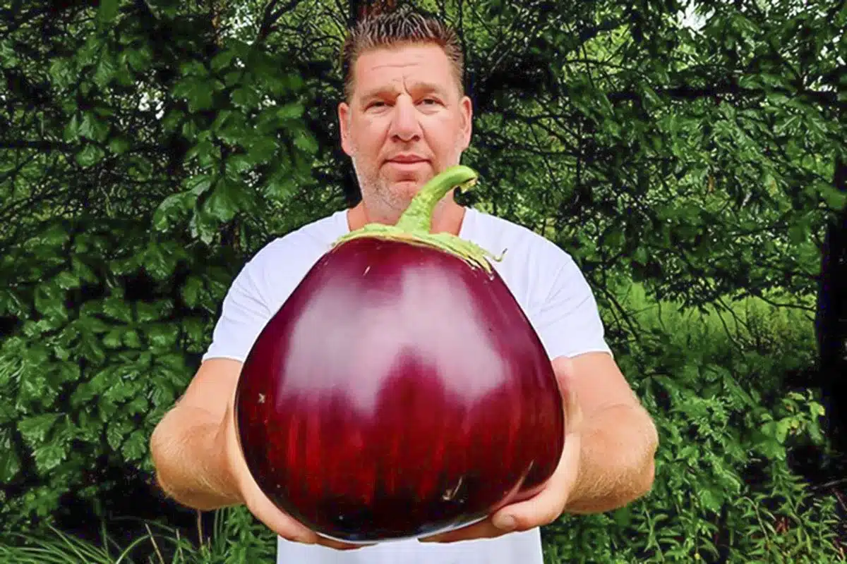 berenjena record
