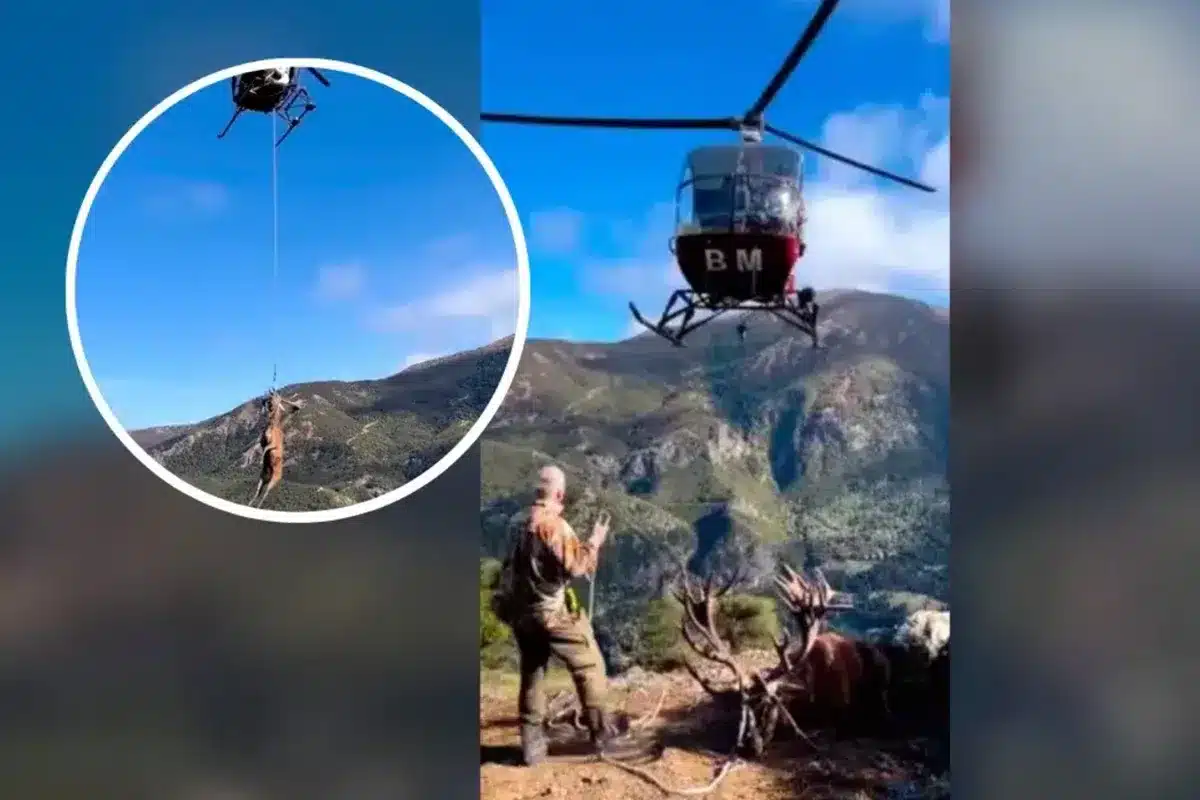 ciervo helicóptero