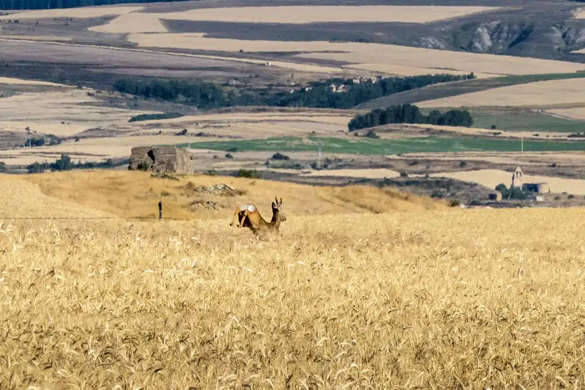 corzo en una finca rústica de Soria