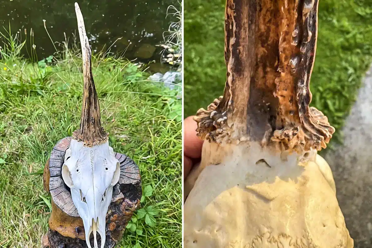 corzo unicornio