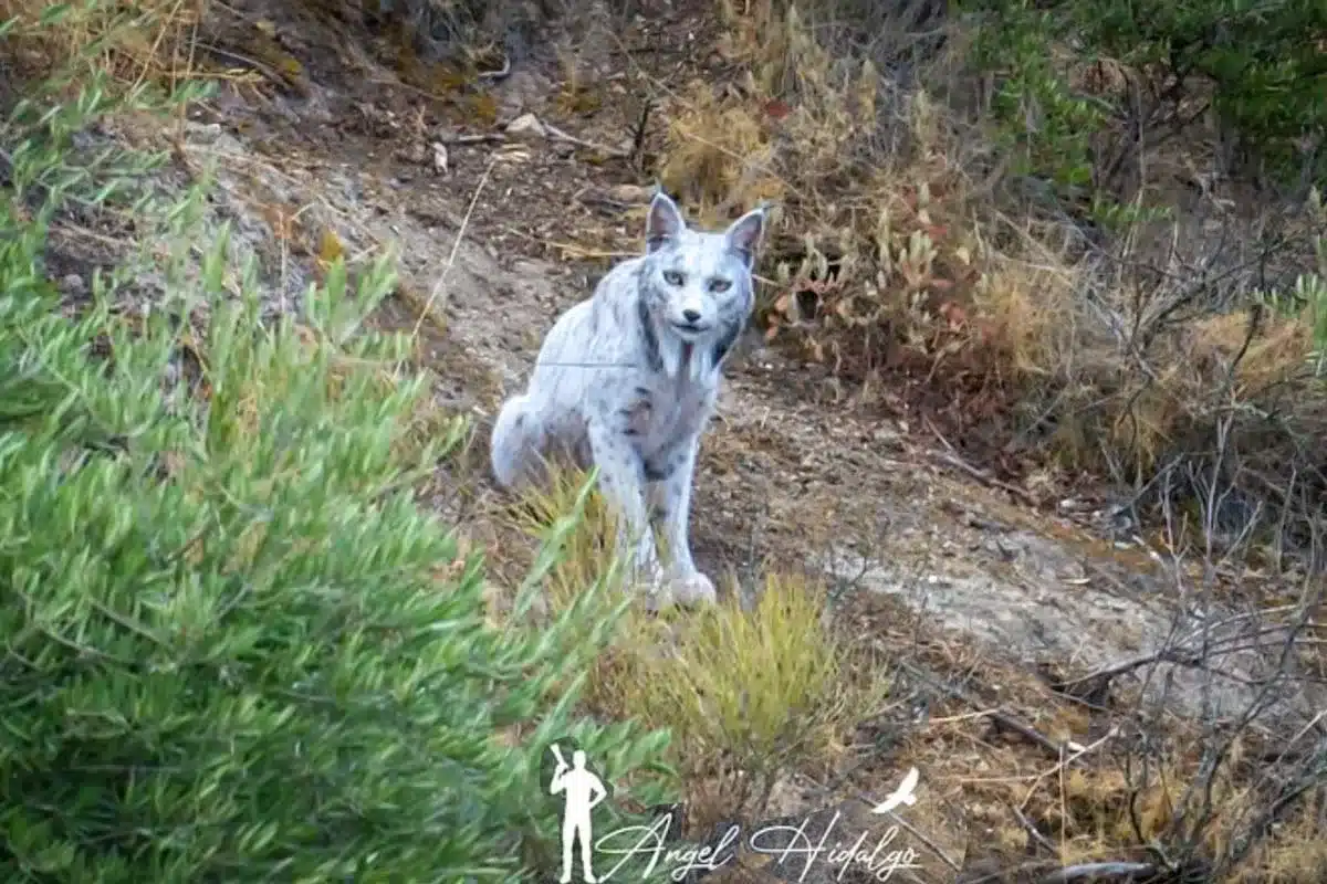 lince blanco