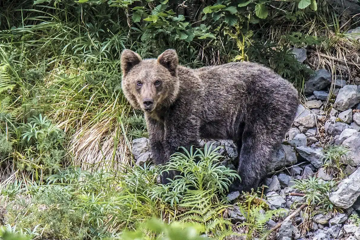 oso pardo