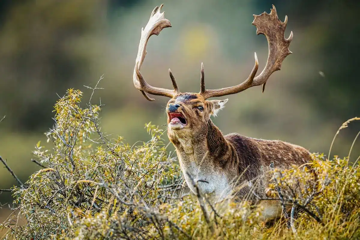 Un gamo roncando.