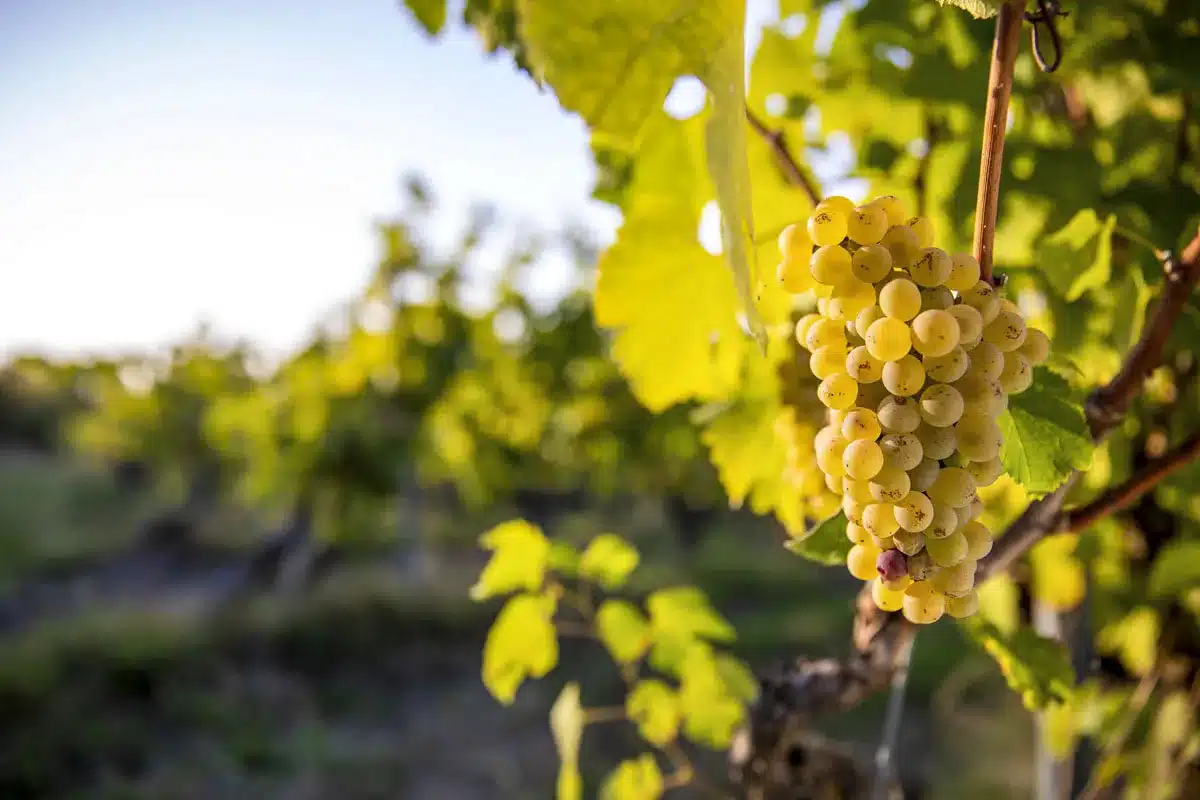 uvas sin pepita