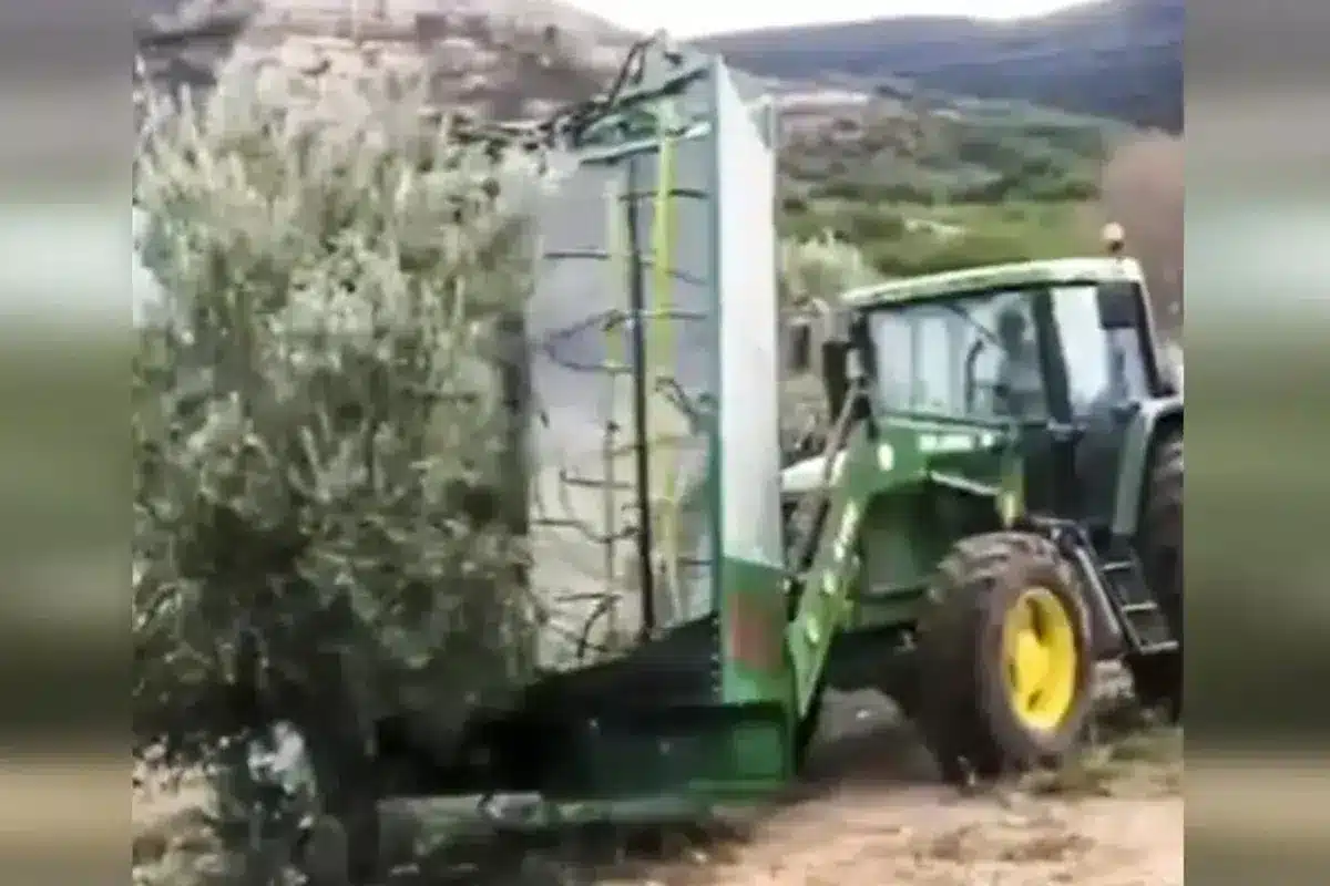 agricultor olivos
