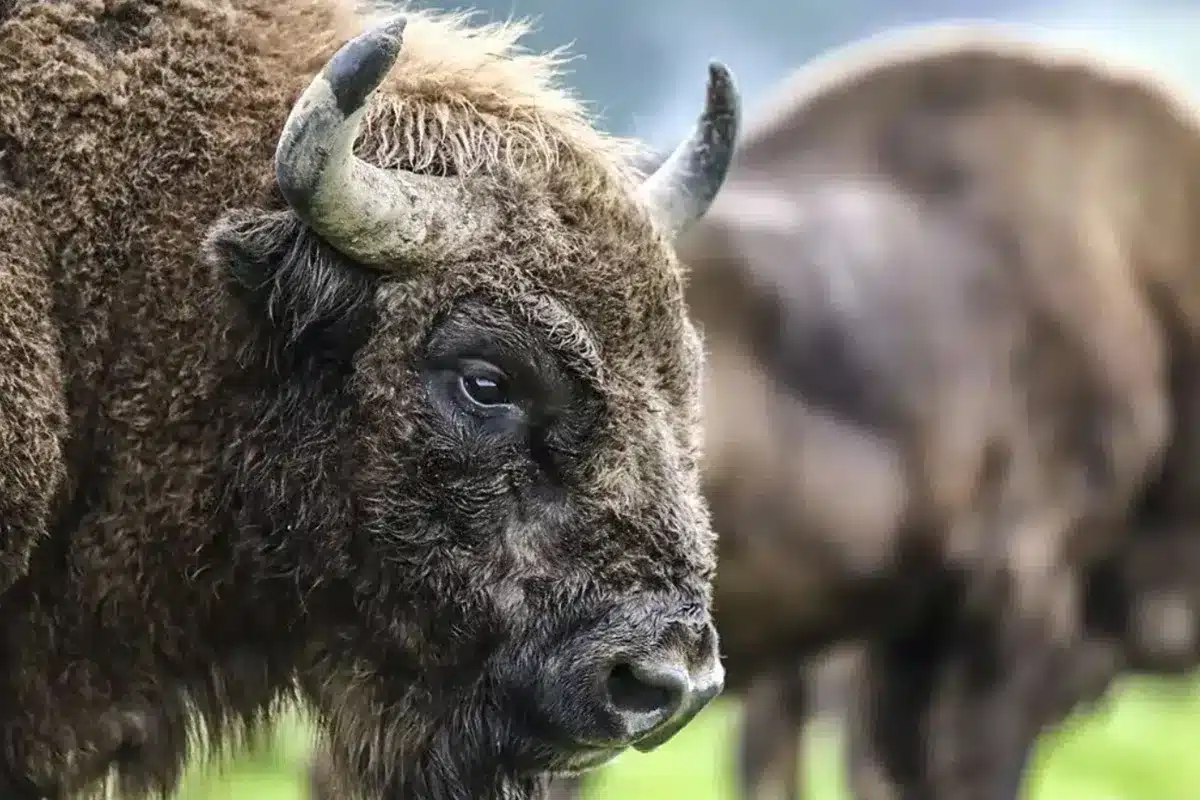 bisonte