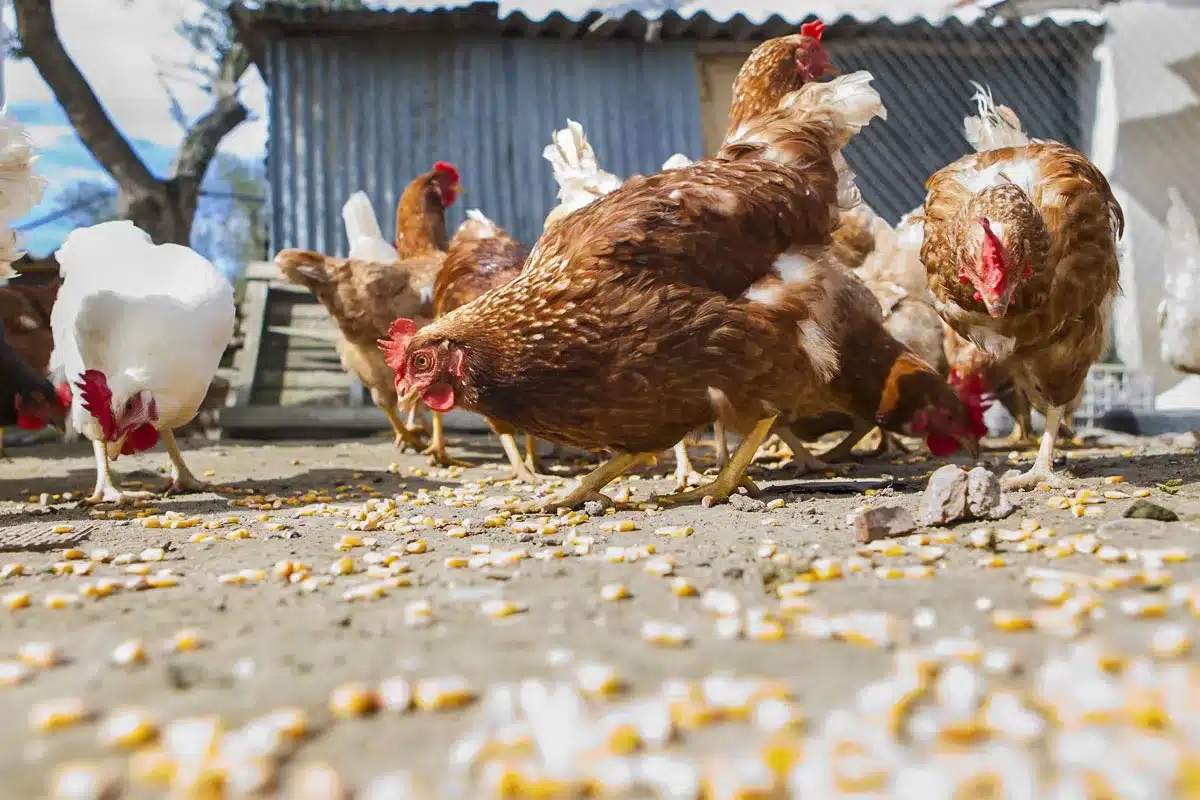 gallinas