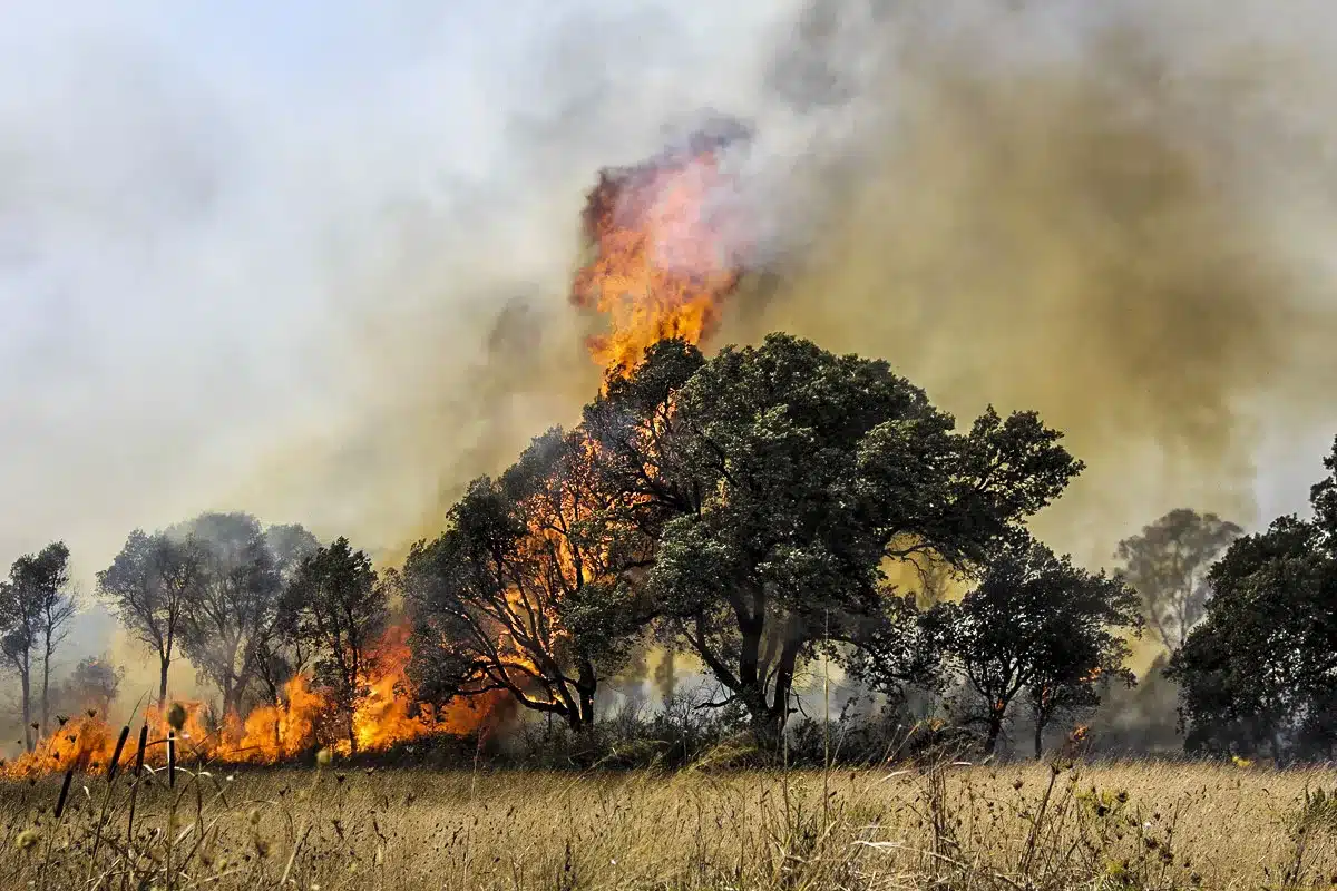 Incendios forestales