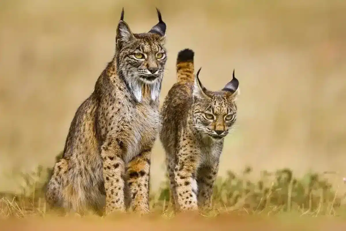 Lince ibérico