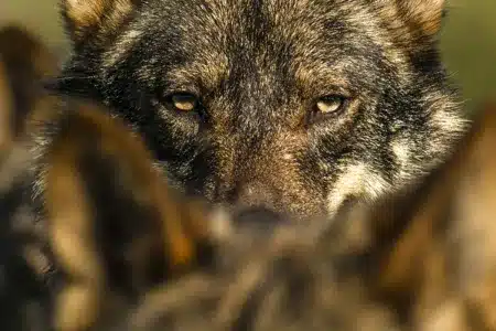 lobo ibérico vuelve a criar en Cataluña
