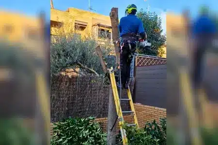 madrileño pagar árbol