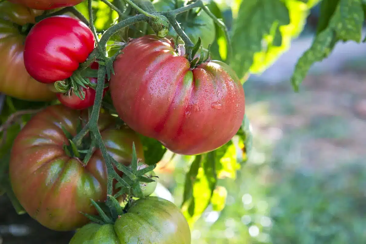 Tomate