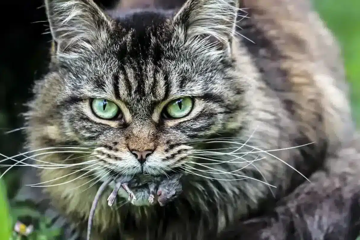 gatos asilvestrados