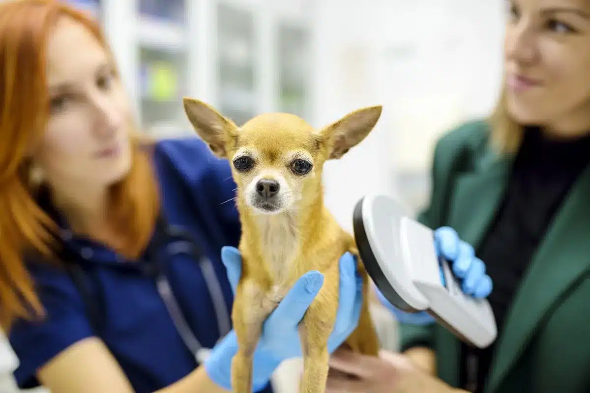 medida obligatoria UE 2028 mascotas