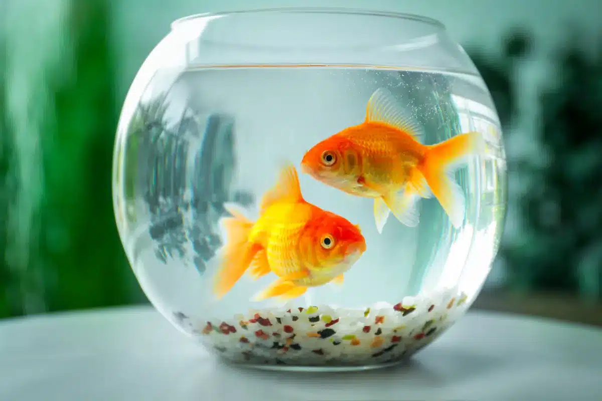 Peces en una pecera
