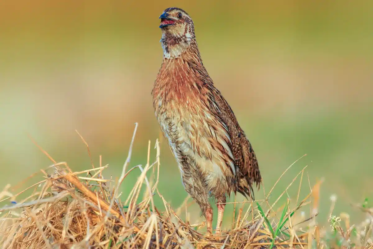 Codorniz.
