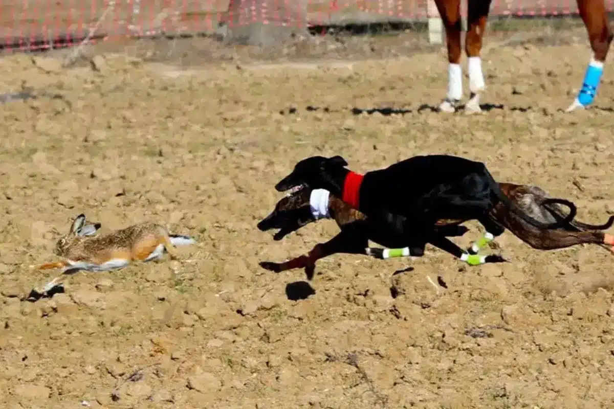 Galgos
