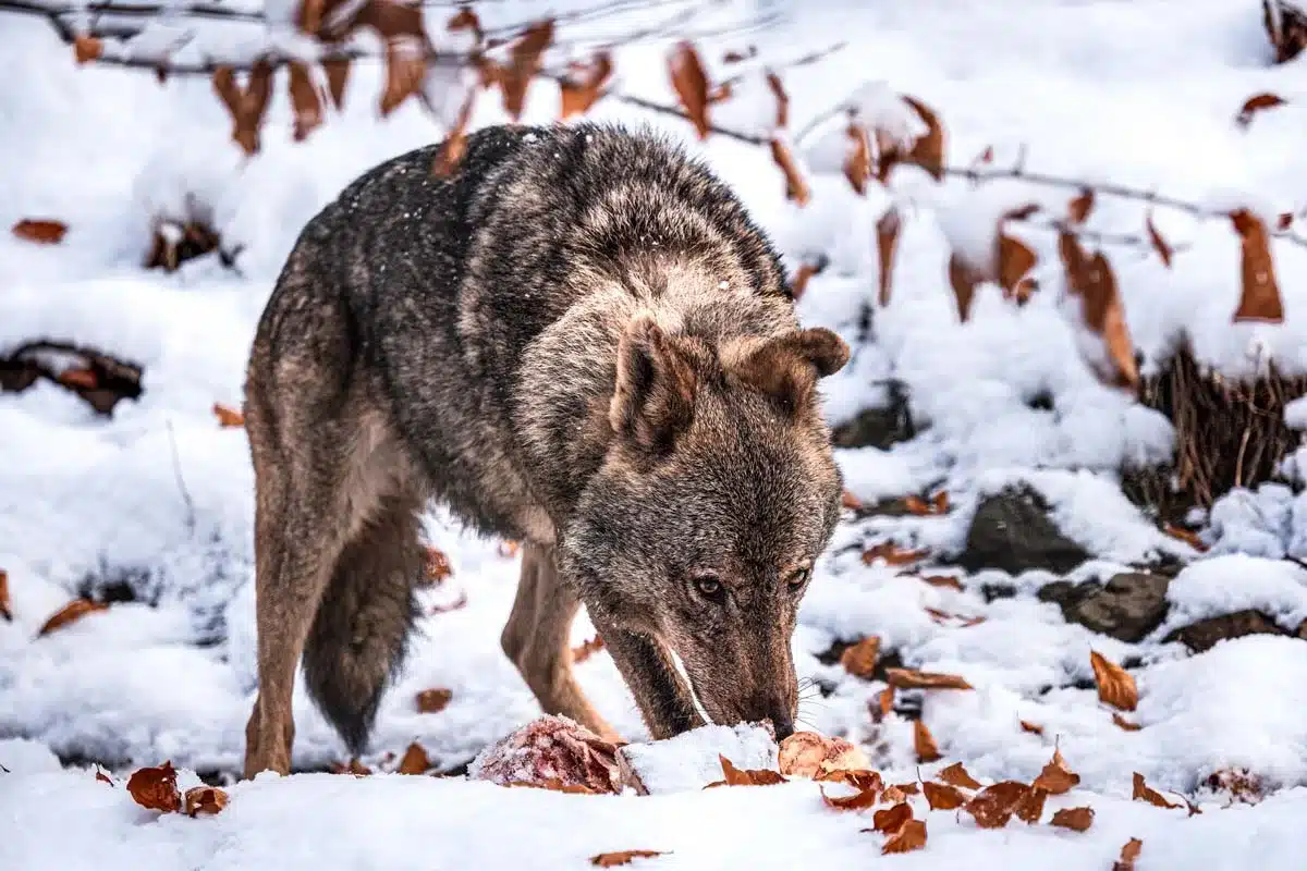 Lobo ibérico.