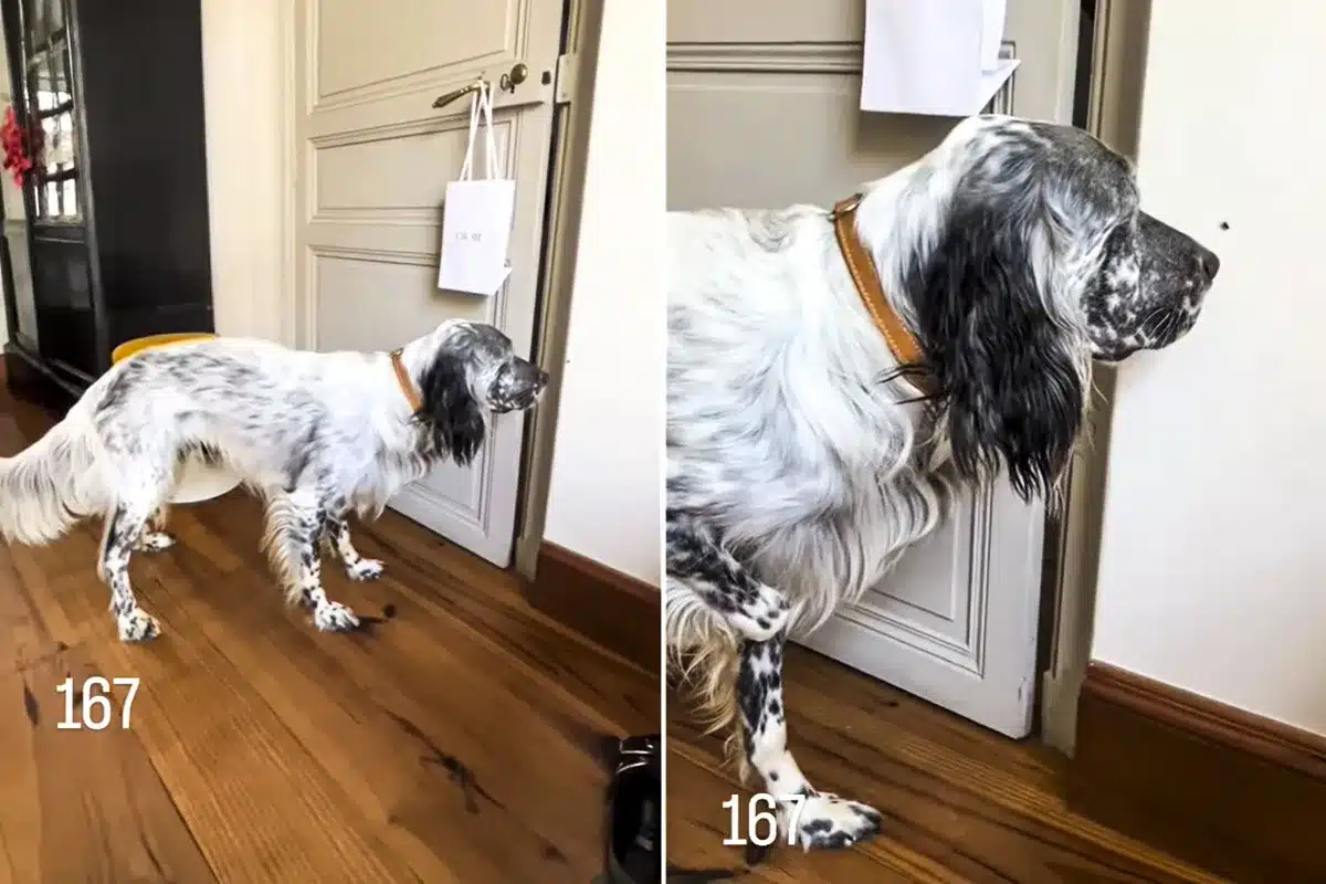 perro muestra mosca