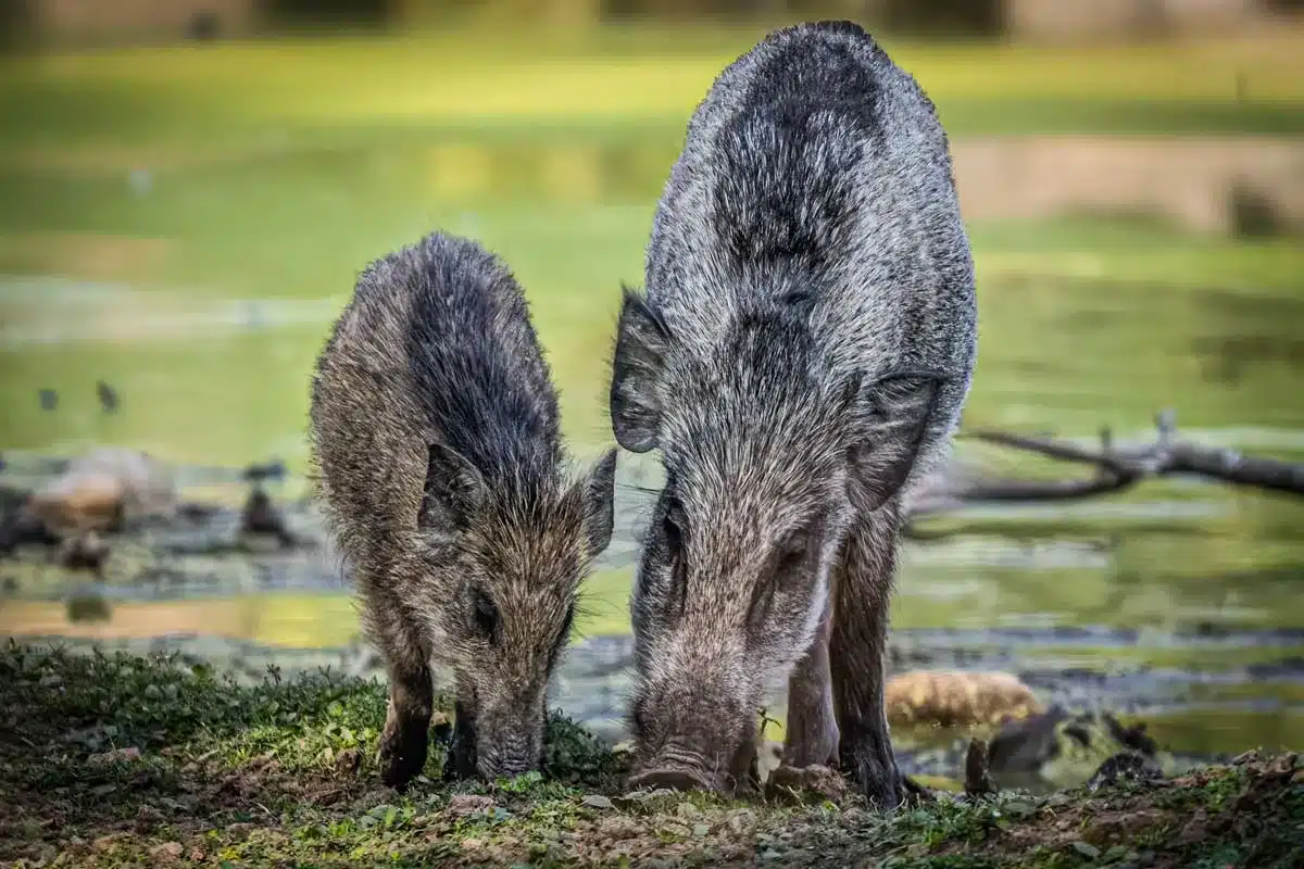 Pareja de jabalíes