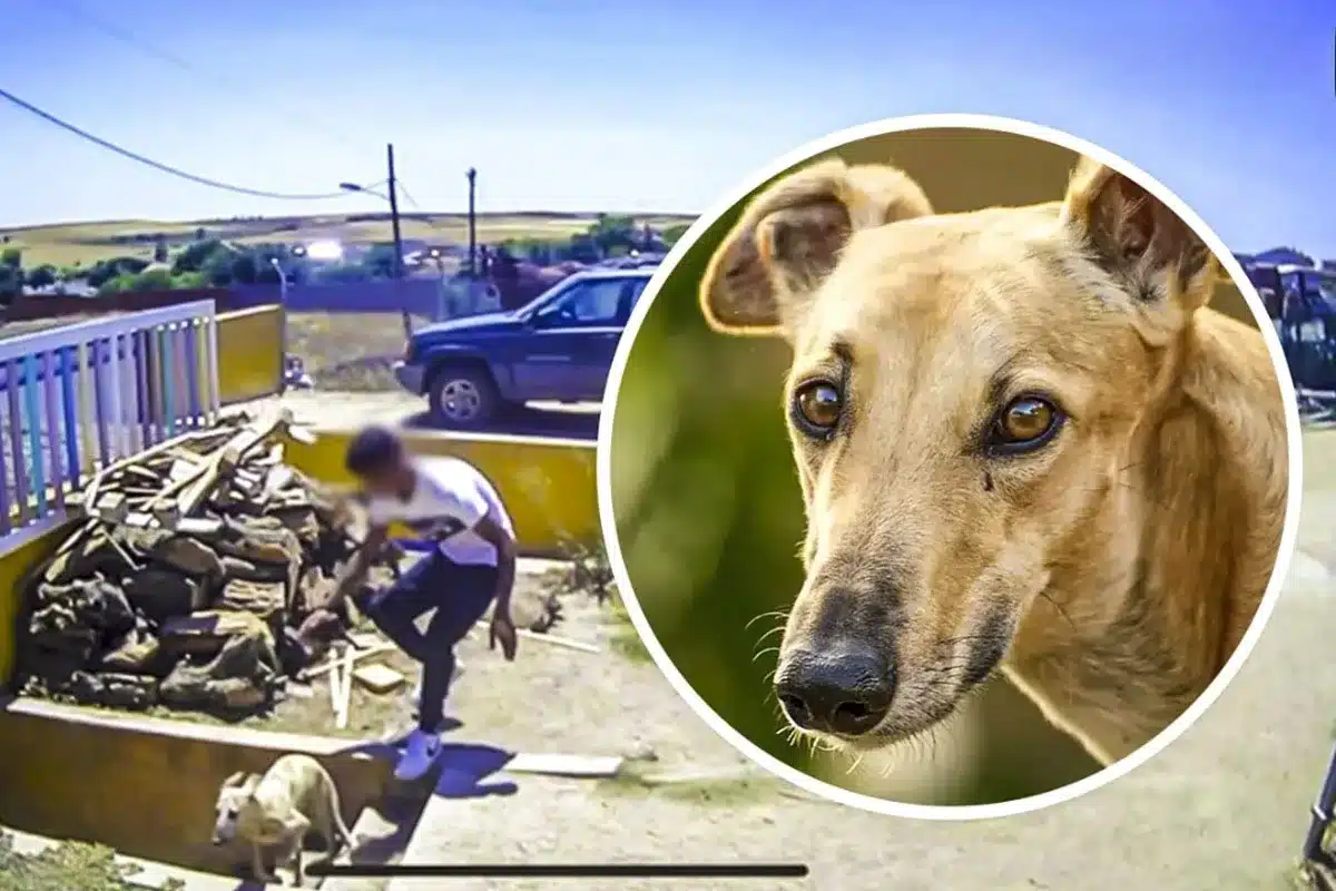 robo galgo