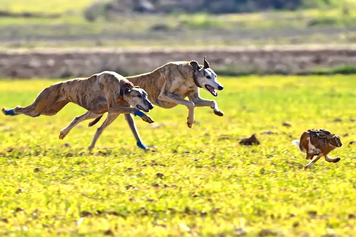 fecha final campeonato de España de galgos en campo