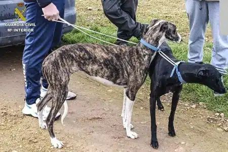 furtivos liebres galgos visión térmica