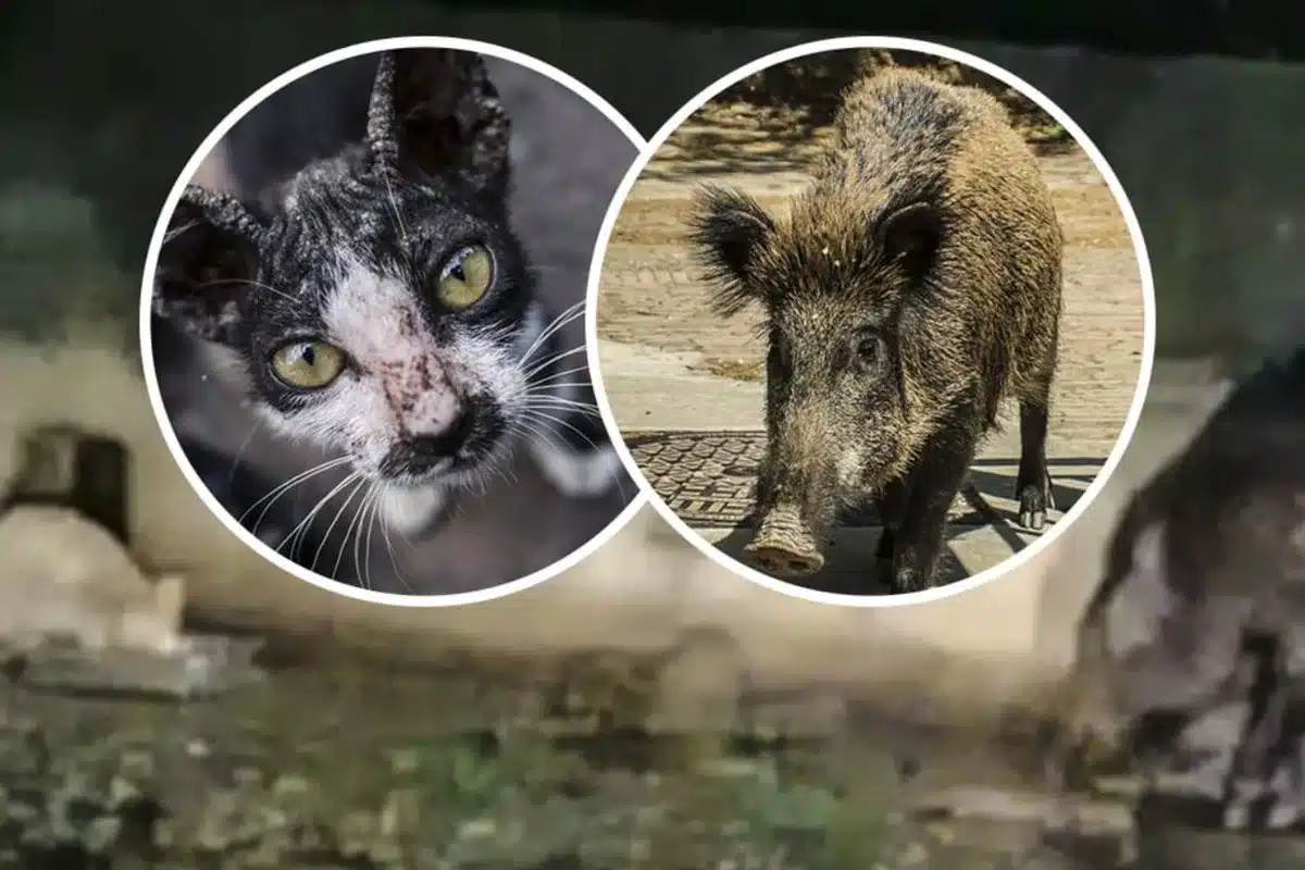 jabali gatos
