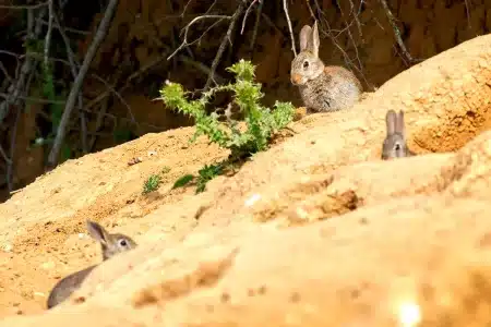 jaulas conejos