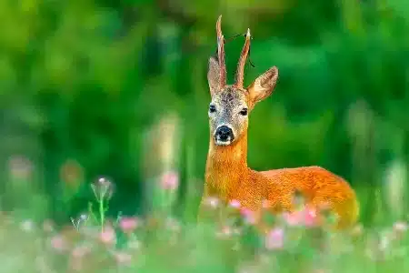 corzo