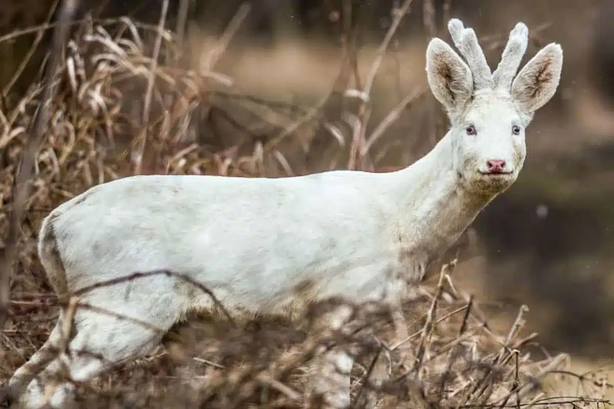 corzo blanco