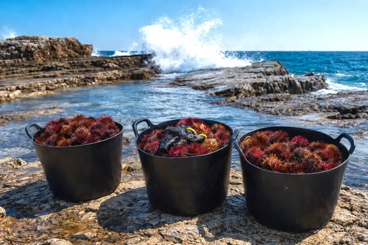Furtivos erizos