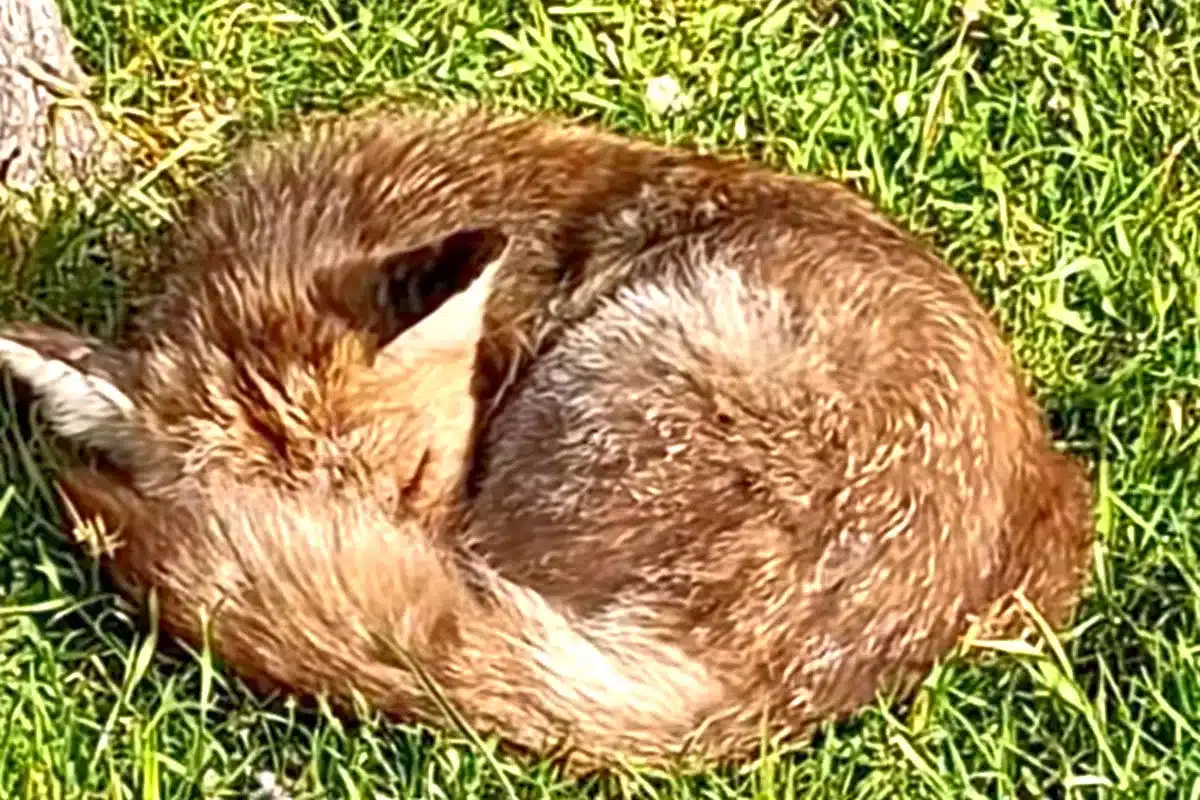 zorro dormido