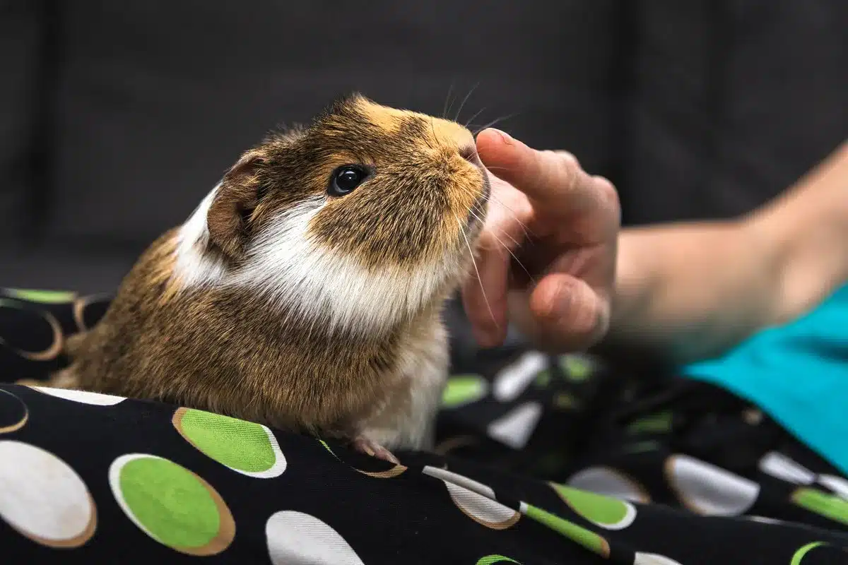 Cobaya