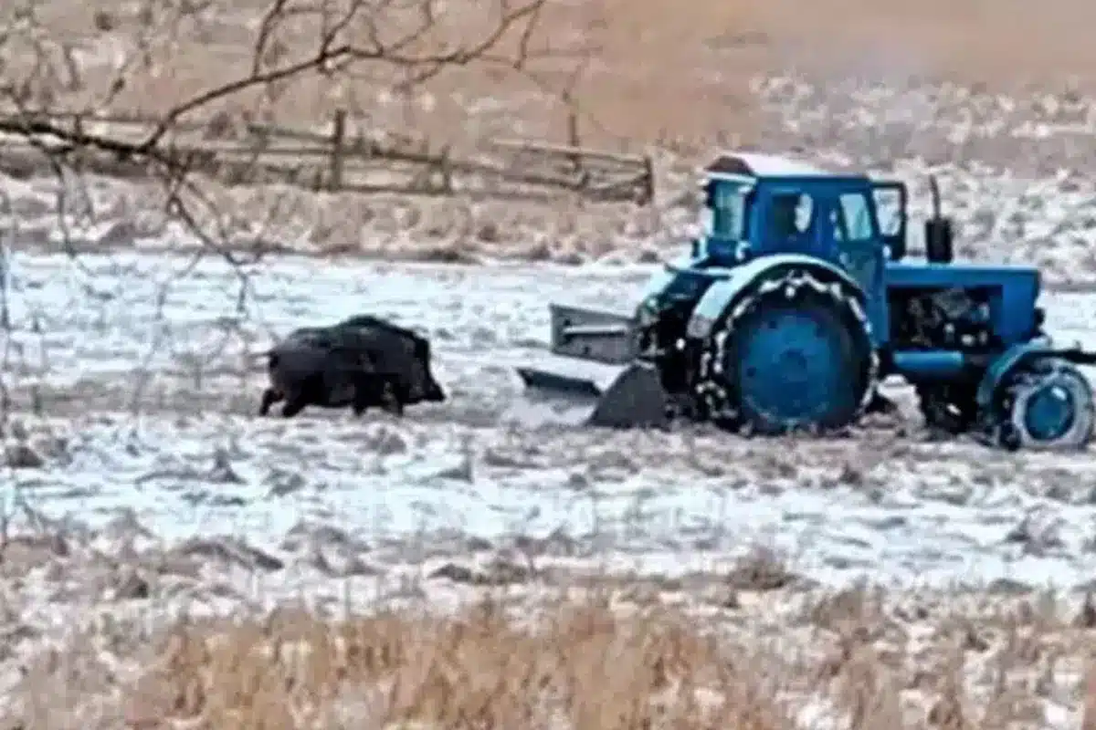 jabalí persigue tractor
