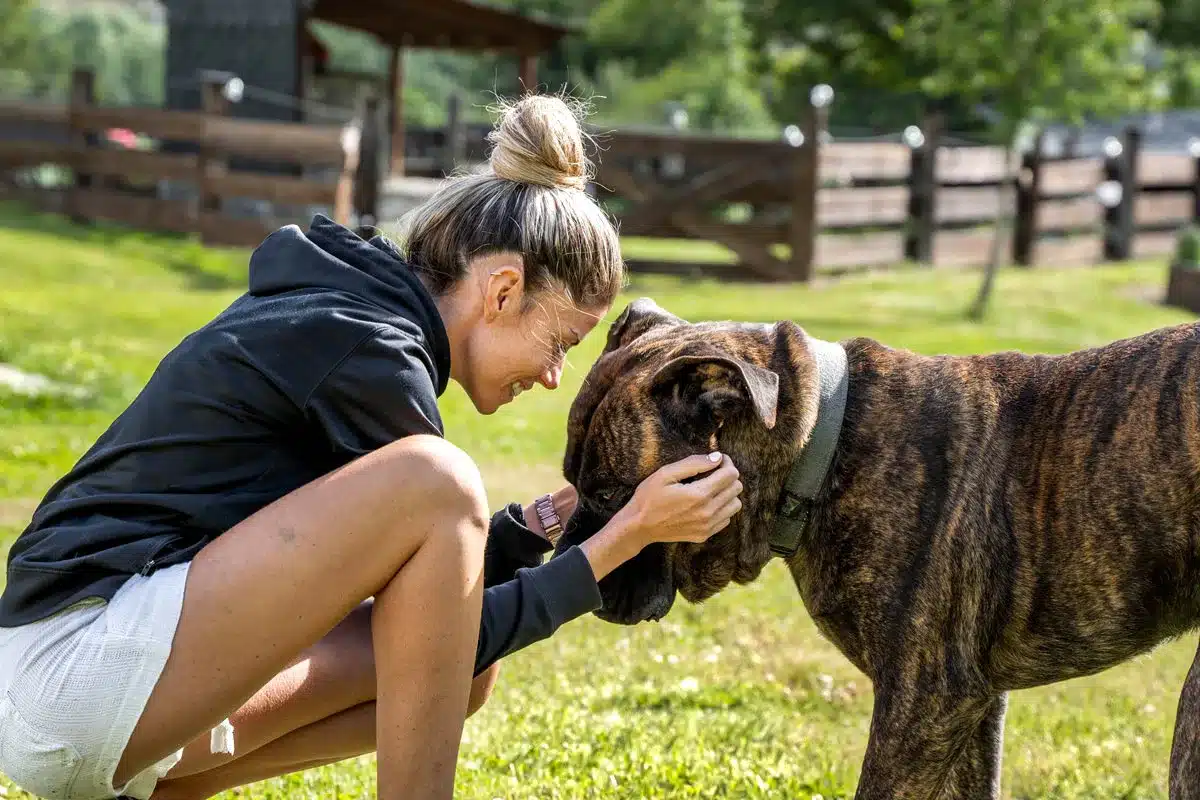 razas españolas de perros más buscadas