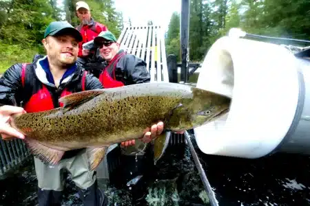 invento que dispara salmones