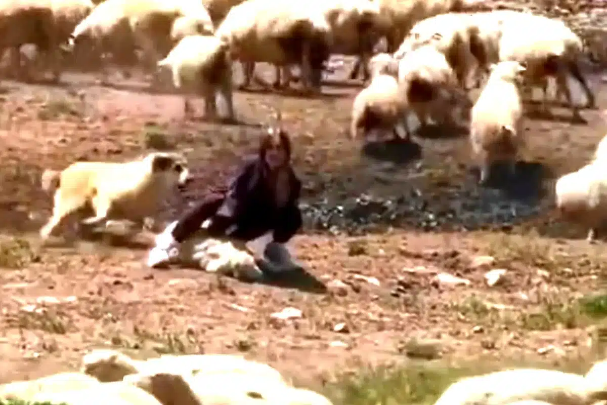 lección perro pastor dominguera oveja