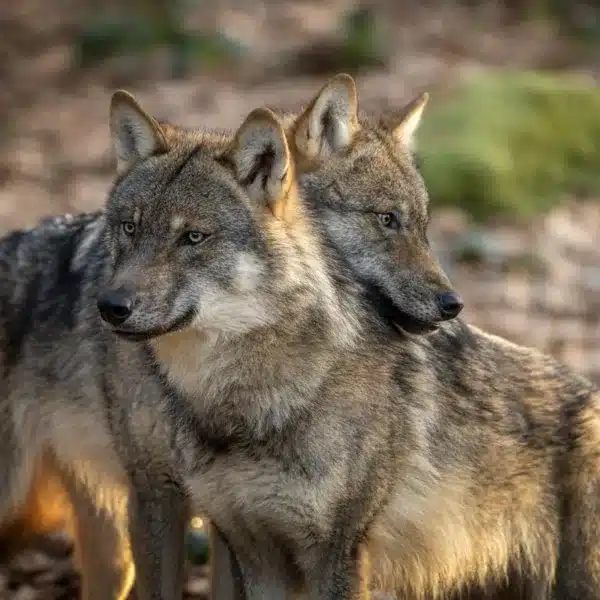 Lobos euroasiáticos.