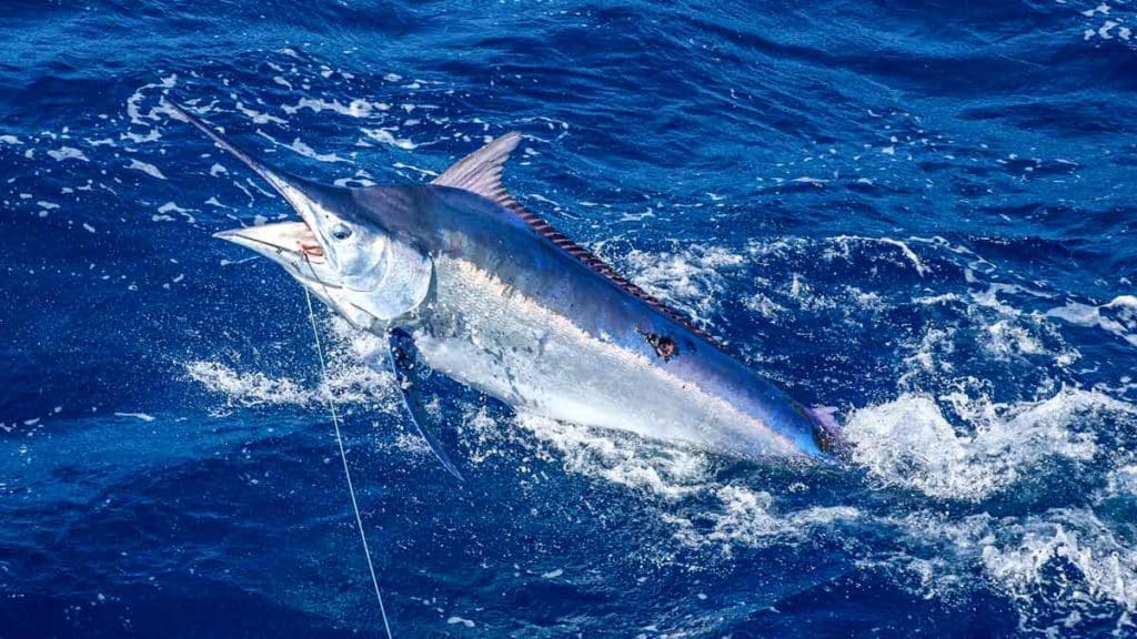 https://revistajaraysedal.es/wp-content/uploads/2021/08/pesca-galicia-puerto.jpg