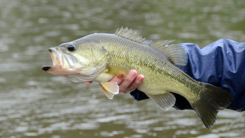 https://revistajaraysedal.es/wp-content/uploads/2021/08/pesca-galicia-puerto.jpg