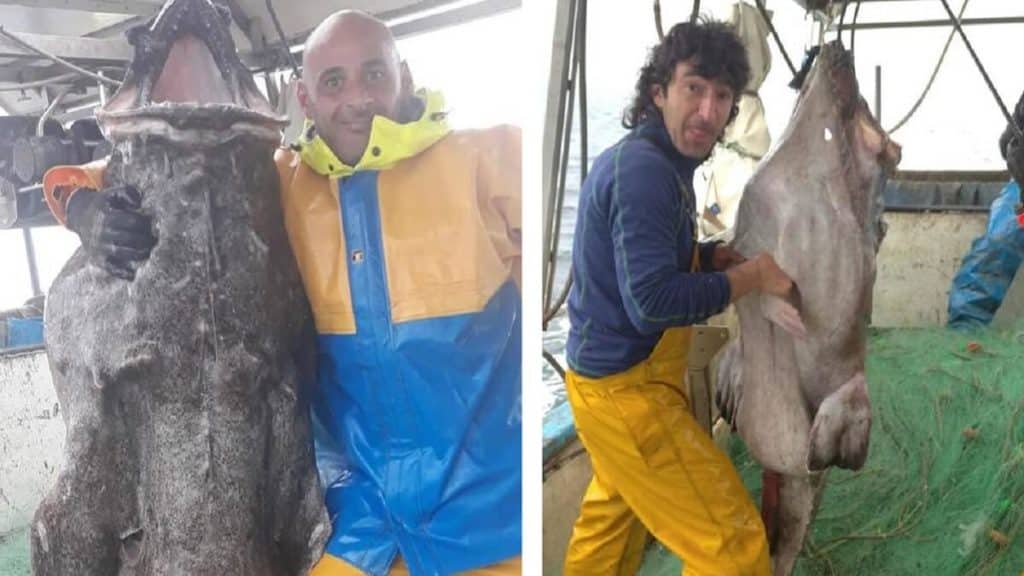 https://revistajaraysedal.es/wp-content/uploads/2021/08/pesca-galicia-puerto.jpg