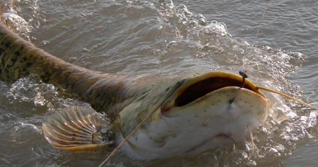 http://stag1.revistajaraysedal.es///wp-content/uploads/2021/08/pesca-galicia-puerto.jpg