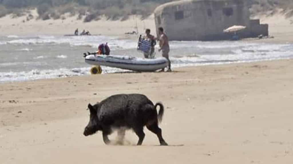 https://revistajaraysedal.es/wp-content/uploads/2021/08/pesca-galicia-puerto.jpg