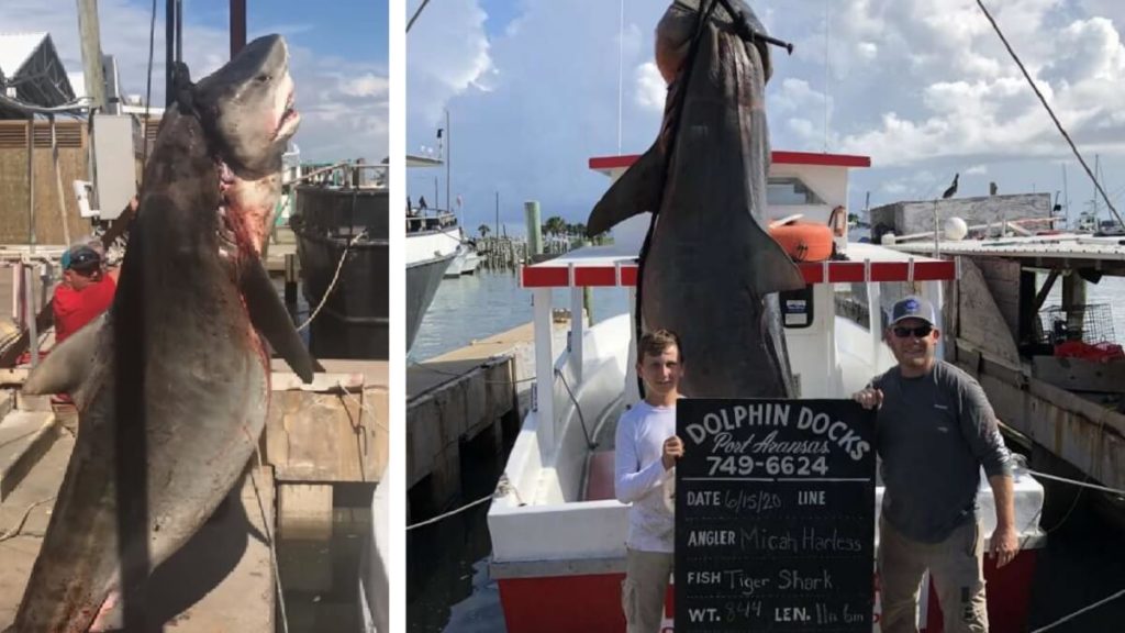 https://revistajaraysedal.es/wp-content/uploads/2021/08/pesca-galicia-puerto.jpg